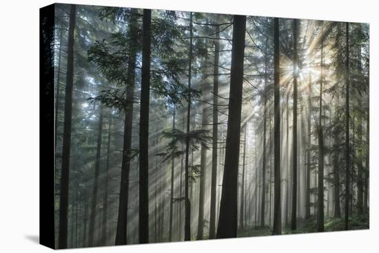 Sunrays Shining Through Fogged Out Forest-Mawpix-Premier Image Canvas