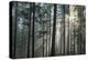 Sunrays Shining Through Fogged Out Forest-Mawpix-Premier Image Canvas