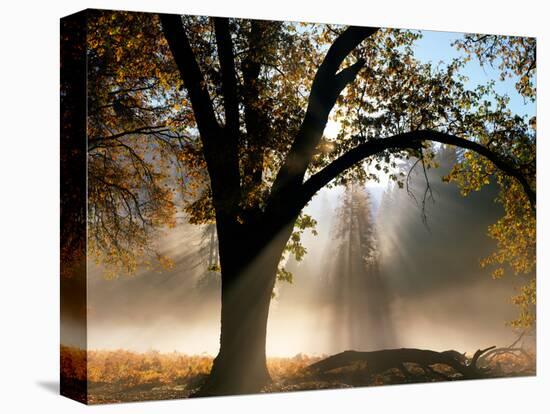 Sunrays Through the Fog-Jim Becia-Premier Image Canvas