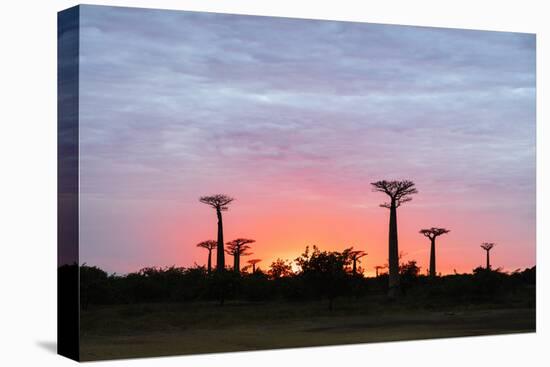 Sunrise, Allee de Baobab (Adansonia), western area, Madagascar, Africa-Christian Kober-Premier Image Canvas