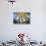 Sunrise Aspens, Montana-Jason Savage-Stretched Canvas displayed on a wall