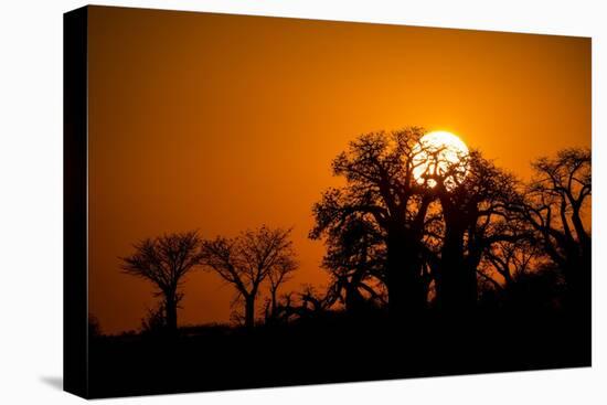 Sunrise at Baines Baobabs, Nxai Pan National Park, Botswana-Paul Souders-Premier Image Canvas