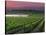 Sunrise in Distant Fog, Carnaros, Napa Valley, California, USA-Janis Miglavs-Premier Image Canvas