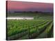 Sunrise in Distant Fog, Carnaros, Napa Valley, California, USA-Janis Miglavs-Premier Image Canvas