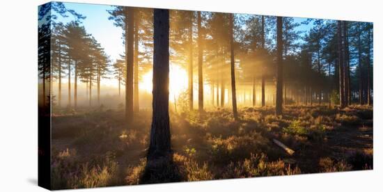 Sunrise in Misty Woods Near Wareham, Dorset, England, Uk-Galyaivanova-Premier Image Canvas