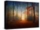 Sunrise in the Brocéliande Forest-Philippe Manguin-Premier Image Canvas
