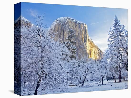 Sunrise Light Hits El Capitan Through Snowy Trees in Yosemite National Park, California, USA-Chuck Haney-Premier Image Canvas