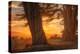 Sunrise Light Under Cypress Trees, Point Reyes-Vincent James-Premier Image Canvas