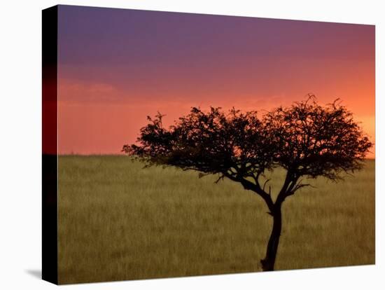 Sunrise, Maasai Mara, Kenya-Joe Restuccia III-Premier Image Canvas