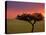 Sunrise, Maasai Mara, Kenya-Joe Restuccia III-Premier Image Canvas