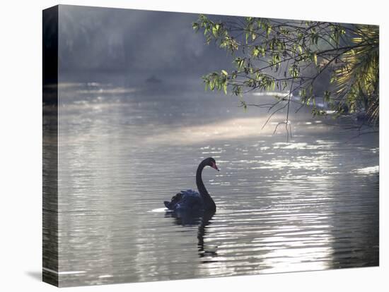 Sunrise on a Misty Lake in Ibirapuera Park with a Black Swan-Alex Saberi-Premier Image Canvas