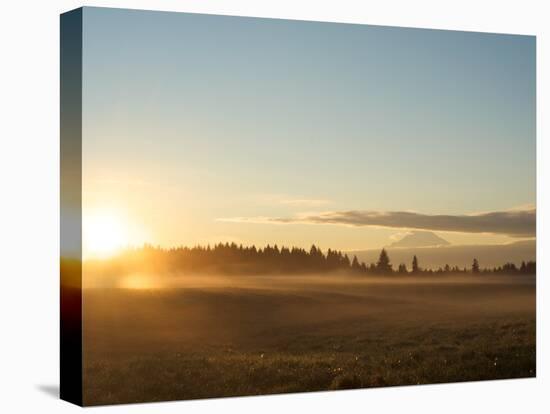 Sunrise on Field of Green Grass with Douglas Firs and Mount Rainier, Vashon Island, Washington, USA-Aaron McCoy-Premier Image Canvas