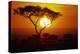 Sunrise on Masai Mara National Reserve-null-Premier Image Canvas