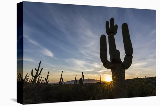 Sunrise on saguaro cactus in bloom (Carnegiea gigantea), Sweetwater Preserve, Tucson, Arizona, Unit-Michael Nolan-Premier Image Canvas