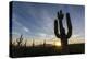 Sunrise on saguaro cactus in bloom (Carnegiea gigantea), Sweetwater Preserve, Tucson, Arizona, Unit-Michael Nolan-Premier Image Canvas