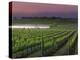 Sunrise on the Fog Behind Vineyard in Napa Valley, California, USA-Janis Miglavs-Premier Image Canvas