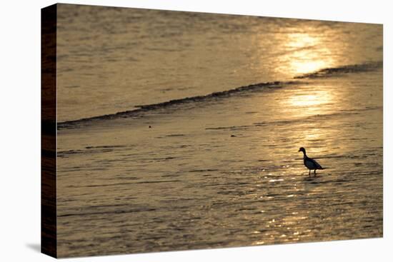 Sunrise over Coastal Mudflats with Shelduck Feeding, Campfield Marsh, Solway Firth, Cumbria, UK-Peter Cairns-Premier Image Canvas