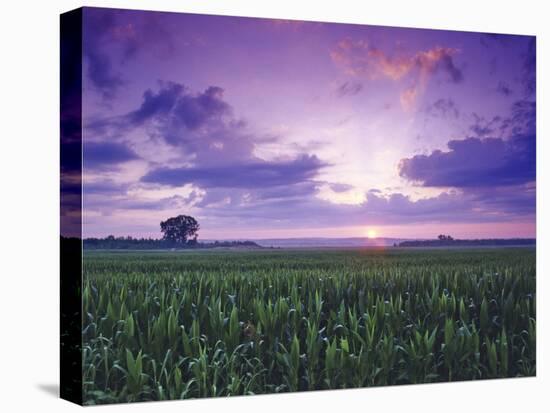 Sunrise over Field Corn, Hermann, Missouri, USA-Chuck Haney-Premier Image Canvas