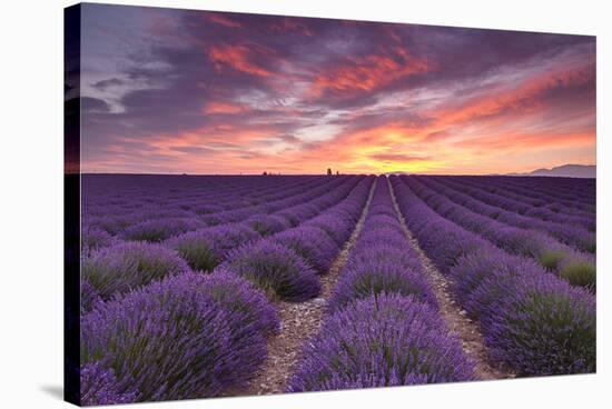 Sunrise over Lavender-Michael Blanchette Photography-Stretched Canvas