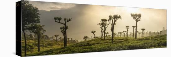 Sunrise over Tea Plantations, Haputale, Sri Lanka Hill Country, Sri Lanka, Asia-Matthew Williams-Ellis-Premier Image Canvas