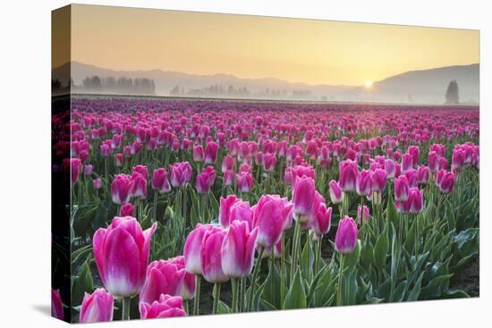 Sunrise over the Skagit Valley Tulip Fields, Washington State-Alan Majchrowicz-Premier Image Canvas