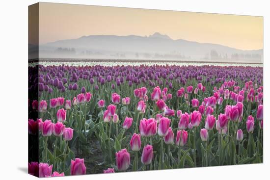 Sunrise over the Skagit Valley Tulip Fields, Washington State-Alan Majchrowicz-Premier Image Canvas
