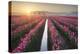 Sunrise over the Skagit Valley Tulip Fields, Washington State-Alan Majchrowicz-Premier Image Canvas