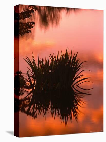 Sunrise Reflection in Swampy Wilderness, Wakodahatchee Preserve, Florida, USA-Jerry Ginsberg-Premier Image Canvas