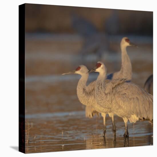 Sunrise, Sandhill cranes Bosque del Apache National Wildlife Refuge, New Mexico-Maresa Pryor-Premier Image Canvas