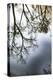 Sunrise Springs, Santa Fe, New Mexico, USA. Tree and water reflection-Jolly Sienda-Premier Image Canvas
