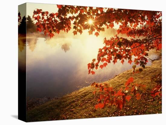 Sunrise Through Autumn Leaves-Joseph Sohm-Premier Image Canvas