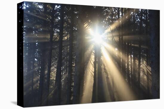 Sunrise through Morning Fog and Trees, Oregon Coast, Pacific Northwest-Craig Tuttle-Premier Image Canvas