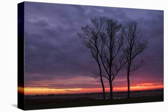 Sunrise Trees at Ogunquit, Maine Coast-Vincent James-Premier Image Canvas