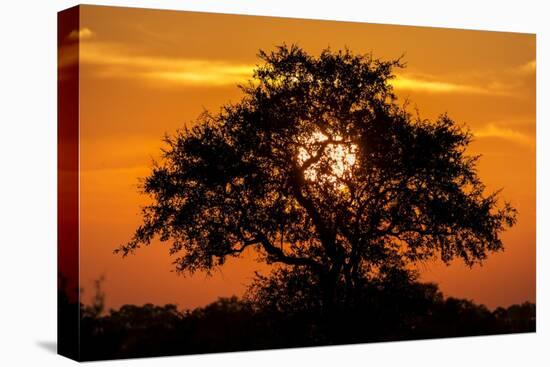 Sunset and Acacia Tree, Kruger National Park, South Africa-Paul Souders-Premier Image Canvas