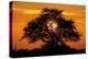 Sunset and Acacia Tree, Kruger National Park, South Africa-Paul Souders-Premier Image Canvas