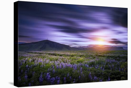 Sunset and Lupines, Myrdalssandur, South Coast, Iceland-Arctic-Images-Premier Image Canvas