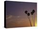 Sunset and Palm Trees, Laguna Beach, CA-Mitch Diamond-Premier Image Canvas