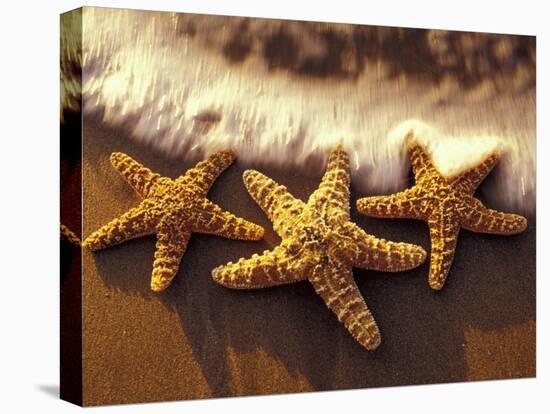 Sunset and Starfish on Surf Line, Maui, Hawaii, USA-Darrell Gulin-Premier Image Canvas