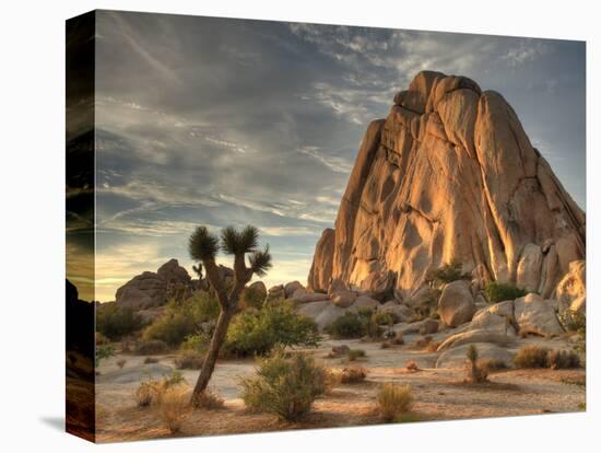 Sunset at Joshua Tree National Park in Southern California-Kyle Hammons-Premier Image Canvas