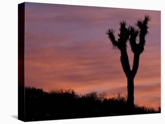 Sunset at Lee Flat with Joshua Tree, Death Valley National Park, California, USA-Jamie & Judy Wild-Premier Image Canvas
