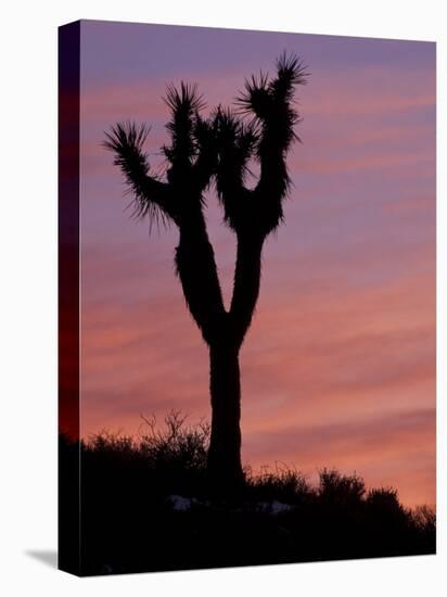 Sunset at Lee Flat with Joshua Tree, Death Valley National Park, California, USA-Jamie & Judy Wild-Premier Image Canvas