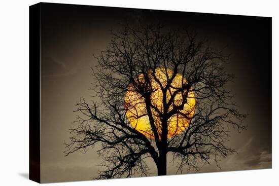 Sunset behind a tree-Marco Carmassi-Premier Image Canvas