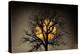 Sunset behind a tree-Marco Carmassi-Premier Image Canvas