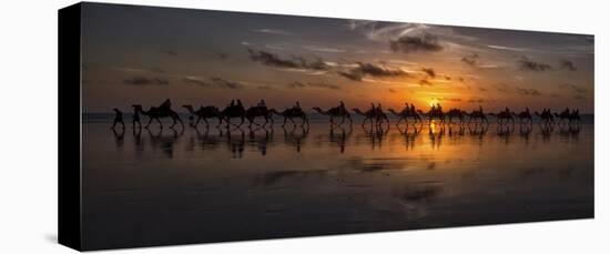 Sunset Camel Safari-Louise Wolbers-Stretched Canvas