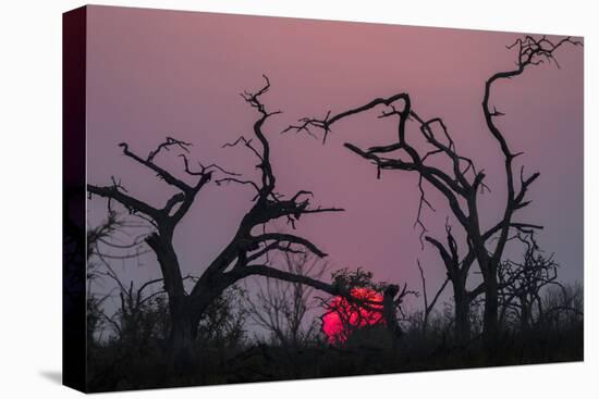 Sunset, Chobe National Park, Botswana, Africa-Ann and Steve Toon-Premier Image Canvas