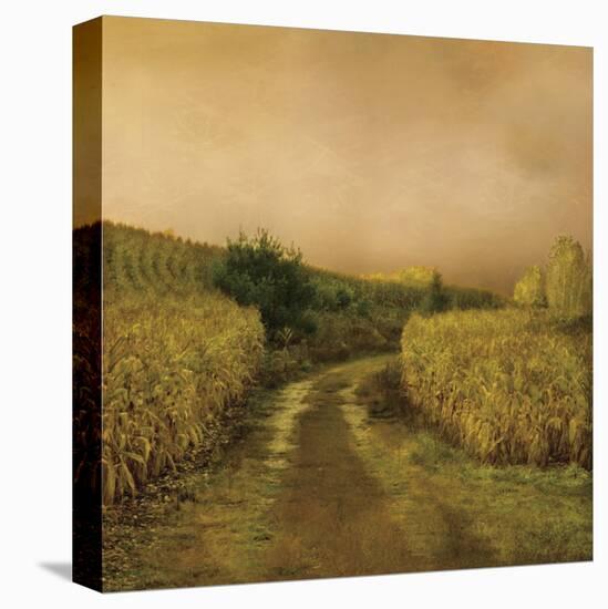 Sunset Cornfield-Dawne Polis-Stretched Canvas