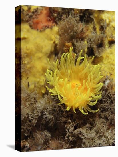 Sunset Cup Coral - Yellow Cave Coral, on Sponge Covered Rock Face, Lundy Island, Devon, England-Linda Pitkin-Premier Image Canvas