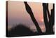 Sunset in Front of the Western Beach of Darss-Uwe Steffens-Premier Image Canvas