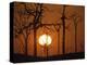 Sunset in Tropical Rainforest after Destruction by Fire, Brazil-Martin Dohrn-Premier Image Canvas