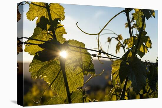 Sunset in Vineyard in the Lake Chelan AVA, Washington, USA-Richard Duval-Premier Image Canvas